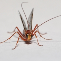 Netelia sp. (genus) at Evatt, ACT - 19 Jun 2021