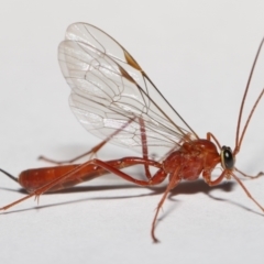 Netelia sp. (genus) at Evatt, ACT - 19 Jun 2021