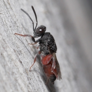 Chalcididae (family) at Acton, ACT - 18 Jun 2021