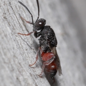 Chalcididae (family) at Acton, ACT - 18 Jun 2021