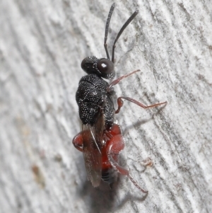 Chalcididae (family) at Acton, ACT - 18 Jun 2021