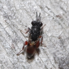 Chalcididae (family) at Acton, ACT - 18 Jun 2021