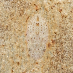 Ledromorpha planirostris (A leafhopper) at Downer, ACT - 18 Jun 2021 by TimL