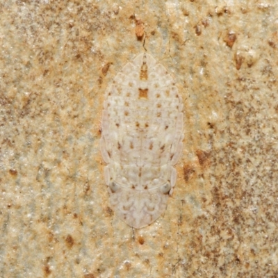 Ledromorpha planirostris (A leafhopper) at ANBG - 18 Jun 2021 by TimL
