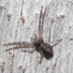 Tmarus marmoreus (Marbled crab spider) at Downer, ACT - 18 Jun 2021 by TimL