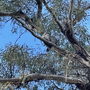 Podargus strigoides at Hackett, ACT - 18 Jun 2021