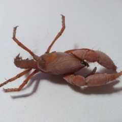 Engaeus cymus (Blunt Nosed Burrowing Crayfish.) at Tennent, ACT - 20 Jun 2021 by Greggy