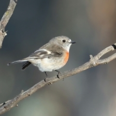 Petroica boodang (Scarlet Robin) at Majura, ACT - 19 Jun 2021 by jbromilow50