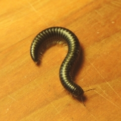 Ommatoiulus moreleti (Portuguese Millipede) at Conder, ACT - 16 Mar 2021 by michaelb