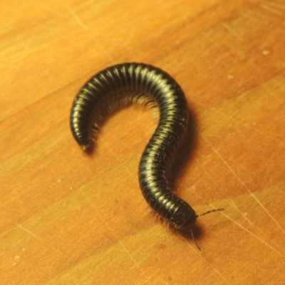 Ommatoiulus moreleti (Portuguese Millipede) at Conder, ACT - 16 Mar 2021 by michaelb