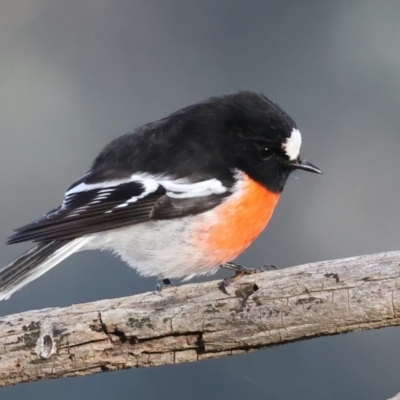 Petroica boodang (Scarlet Robin) at Majura, ACT - 19 Jun 2021 by jb2602