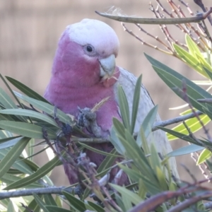 Eolophus roseicapilla at Scullin, ACT - 20 Jun 2021