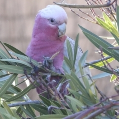 Eolophus roseicapilla at Scullin, ACT - 20 Jun 2021