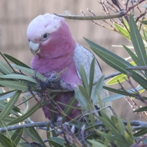 Eolophus roseicapilla at Scullin, ACT - 20 Jun 2021