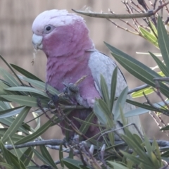 Eolophus roseicapilla at Scullin, ACT - 20 Jun 2021