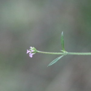 Verbena caracasana at O'Connor, ACT - 20 Jun 2021 12:36 PM