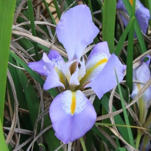 Iris unguicularis at O'Connor, ACT - 20 Jun 2021