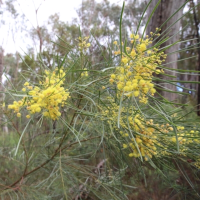 Acacia boormanii (Snowy River Wattle) at O'Connor, ACT - 20 Jun 2021 by ConBoekel