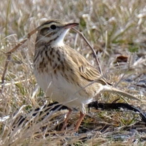 Anthus australis at Wallaroo, NSW - 20 Jun 2021