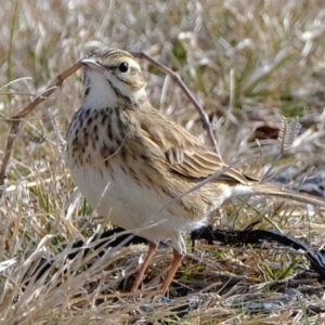 Anthus australis at Wallaroo, NSW - 20 Jun 2021