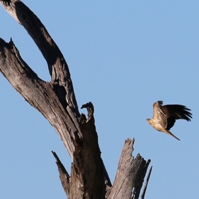 Haliastur sphenurus (Whistling Kite) at West Albury, NSW - 20 Jun 2021 by Kyliegw