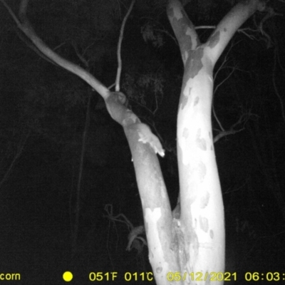 Petaurus norfolcensis (Squirrel Glider) at Table Top, NSW - 11 May 2021 by ChrisAllen