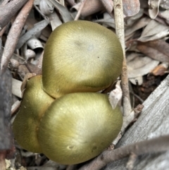 Cortinarius austrovenetus (Green Skinhead) at Downer, ACT - 20 Jun 2021 by Evie