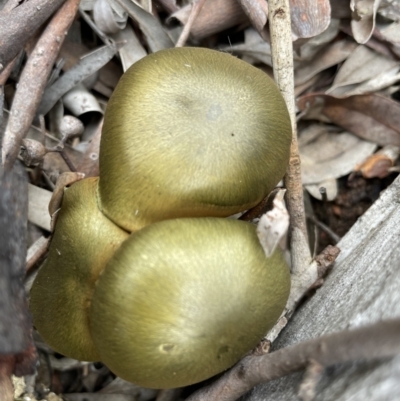 Cortinarius austrovenetus (Green Skinhead) at Downer, ACT - 20 Jun 2021 by Evie