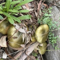 Cortinarius austrovenetus at Downer, ACT - 20 Jun 2021