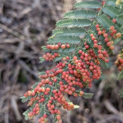 Austroacacidiplosis botrycephalae (A Gall Midge) at Hamilton Valley, NSW - 20 Jun 2021 by Darcy