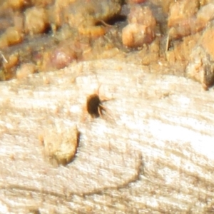 Penthaleidae (family) at Holt, ACT - 20 Jun 2021