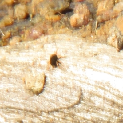 Penthaleidae (family) (An earth mite) at Woodstock Nature Reserve - 20 Jun 2021 by Christine