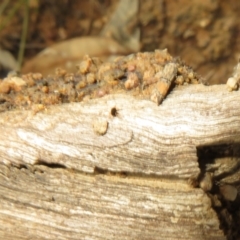 Penthaleidae (family) at Holt, ACT - 20 Jun 2021