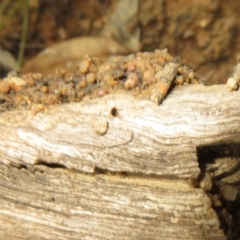 Penthaleidae (family) at Holt, ACT - 20 Jun 2021 01:52 PM