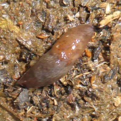 Deroceras laeve (Marsh Slug) at Woodstock Nature Reserve - 20 Jun 2021 by Christine