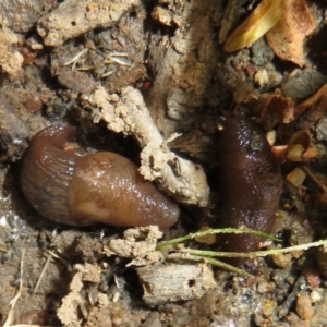 Deroceras laeve at Holt, ACT - 20 Jun 2021