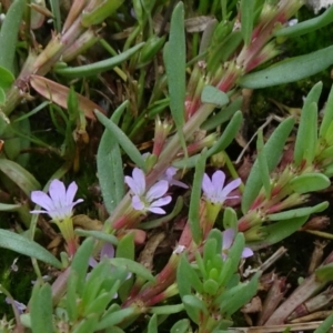 Lythrum hyssopifolia at Parkes, ACT - 2 Jan 2021 12:38 PM