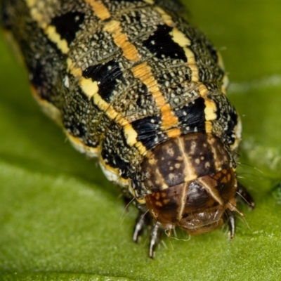 Spodoptera litura (Cluster Caterpillar, Tobacco Cutworm) at Melba, ACT - 4 Mar 2020 by Bron