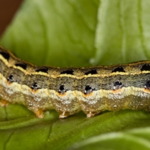 Spodoptera litura at Melba, ACT - 4 Mar 2020