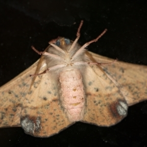 Antictenia punctunculus at Melba, ACT - 2 Jan 2019