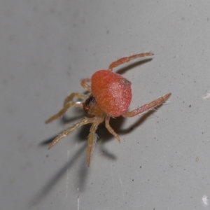 Arkys sp. (genus) at Downer, ACT - 20 Jun 2021