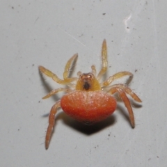 Arkys sp. (genus) at Downer, ACT - 20 Jun 2021