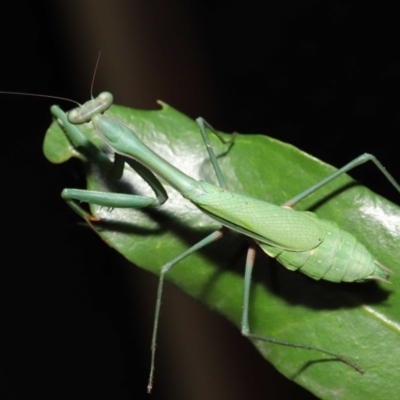 Pseudomantis albofimbriata (False garden mantis) at ANBG - 20 Jun 2021 by TimL