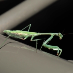 Pseudomantis albofimbriata at Acton, ACT - 20 Jun 2021 12:27 PM