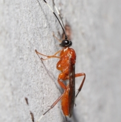 Stiromesostenus sp. (genus) (An ichneumon wasp) at ANBG - 20 Jun 2021 by TimL