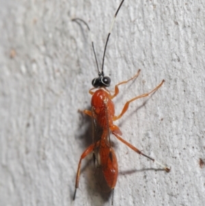 Stiromesostenus sp. (genus) at Acton, ACT - 20 Jun 2021