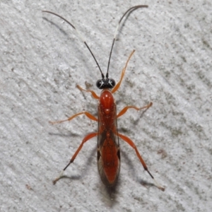 Stiromesostenus sp. (genus) at Acton, ACT - 20 Jun 2021