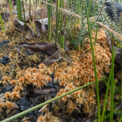Sphagnum sp. (genus) (Sphagnum moss) at Namadgi National Park - 20 Jun 2021 by Jek