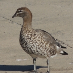 Chenonetta jubata (Australian Wood Duck) at Upper Stranger Pond - 4 Apr 2021 by MichaelBedingfield