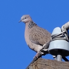 Spilopelia chinensis (Spotted Dove) at Florey, ACT - 20 Jun 2021 by Kurt